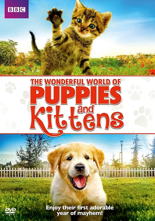 小狗与小猫的奇妙世界(2016)海报