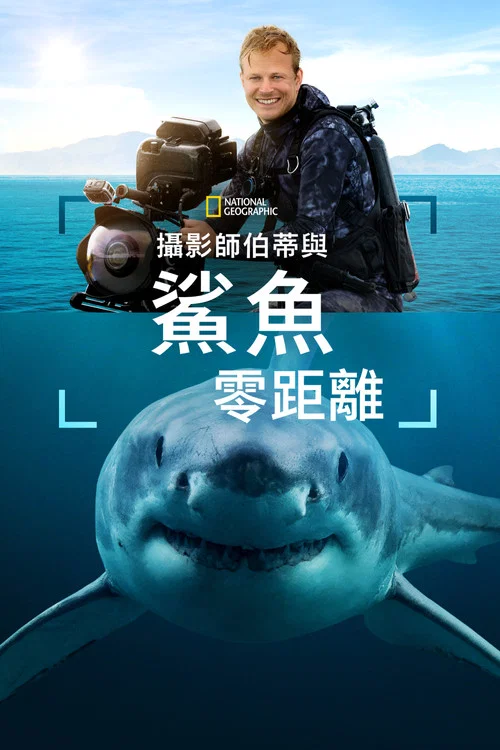 攝影師貝爾蒂與鯊魚零距離(2025)海報