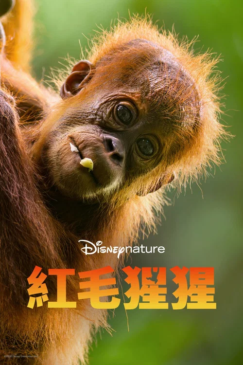 紅毛猩猩(2026)海報