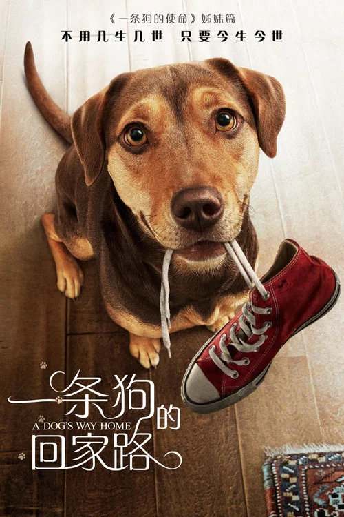 一條狗的回家路劇照2
