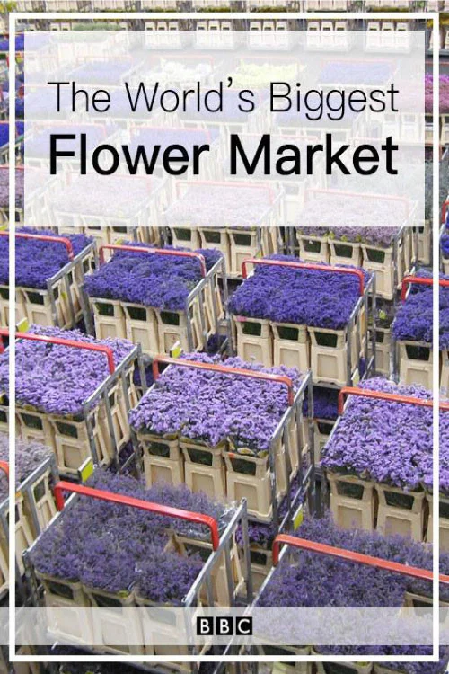 世界上最大的鲜花市场(2016)海报