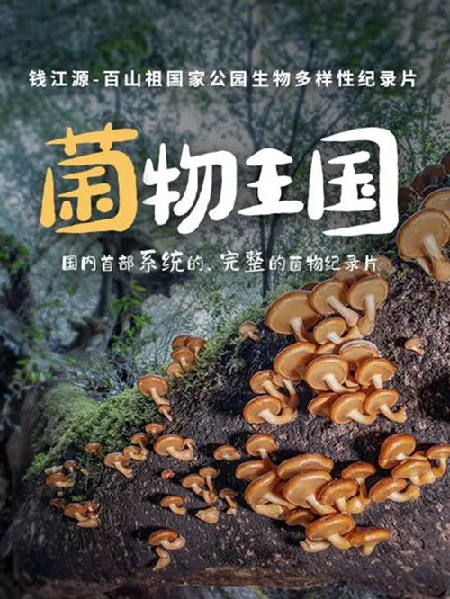 菌物王国(2023)海报