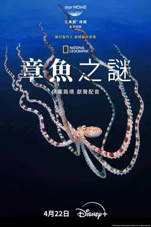 章鱼的秘密(2024)海报