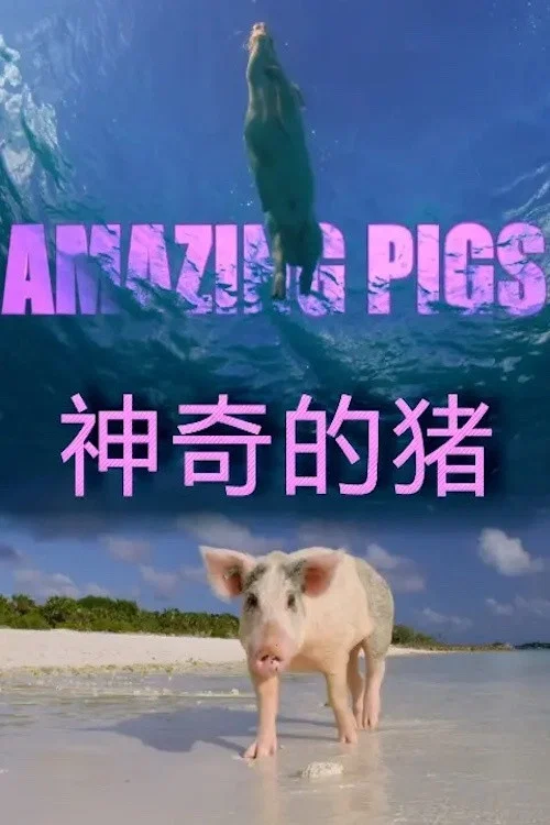 聪明的猪(2018)海报