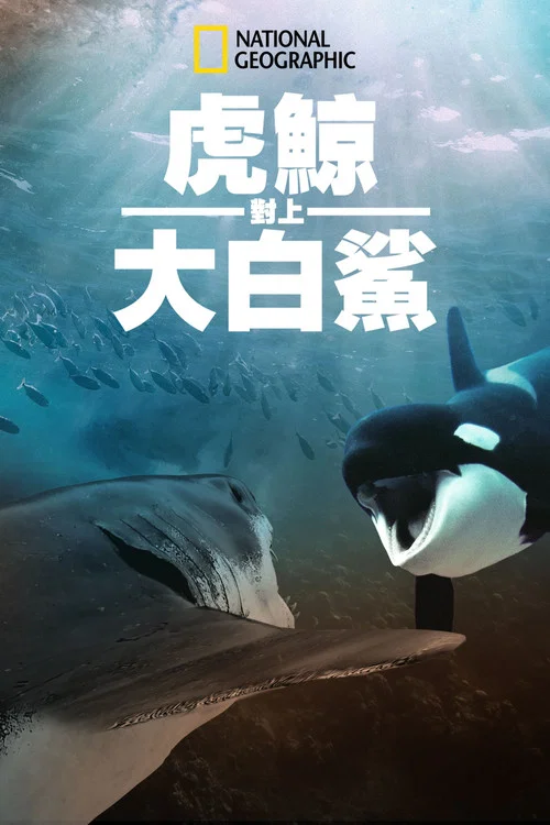 虎鯨對上大白鯊(2021)海報