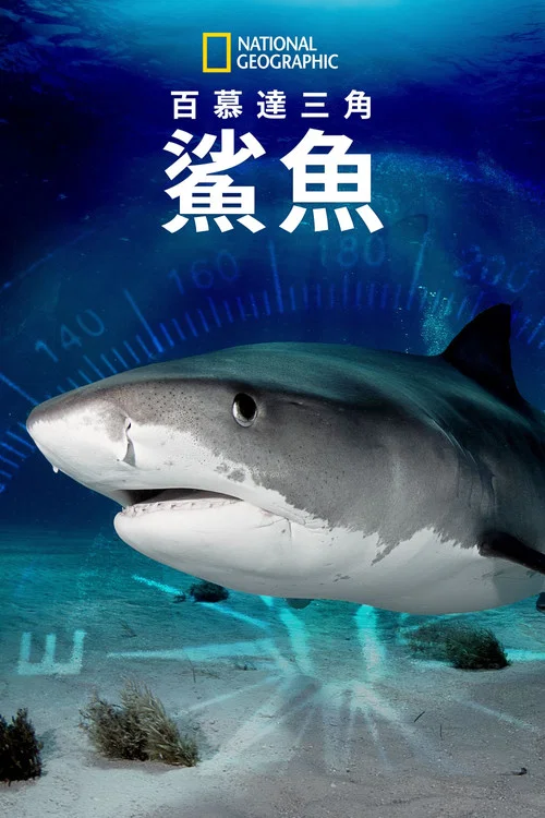 百慕大三角(2020)海報