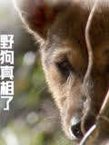 野狗真相了(2021)海报