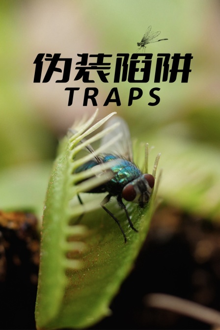 偽裝陷阱(2025)海報