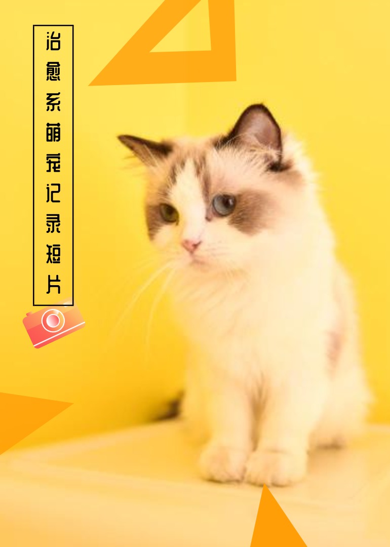 东西部兽医萌宠纪录片海报