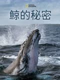 鯨的秘密第一季(2021)海報