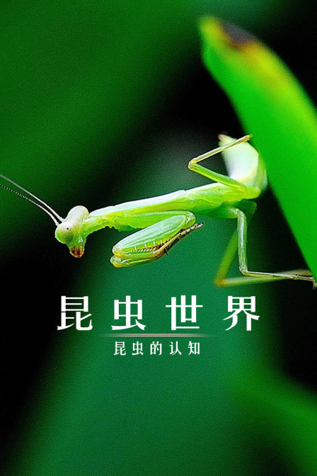 昆虫世界:昆虫的认知(2024)海报