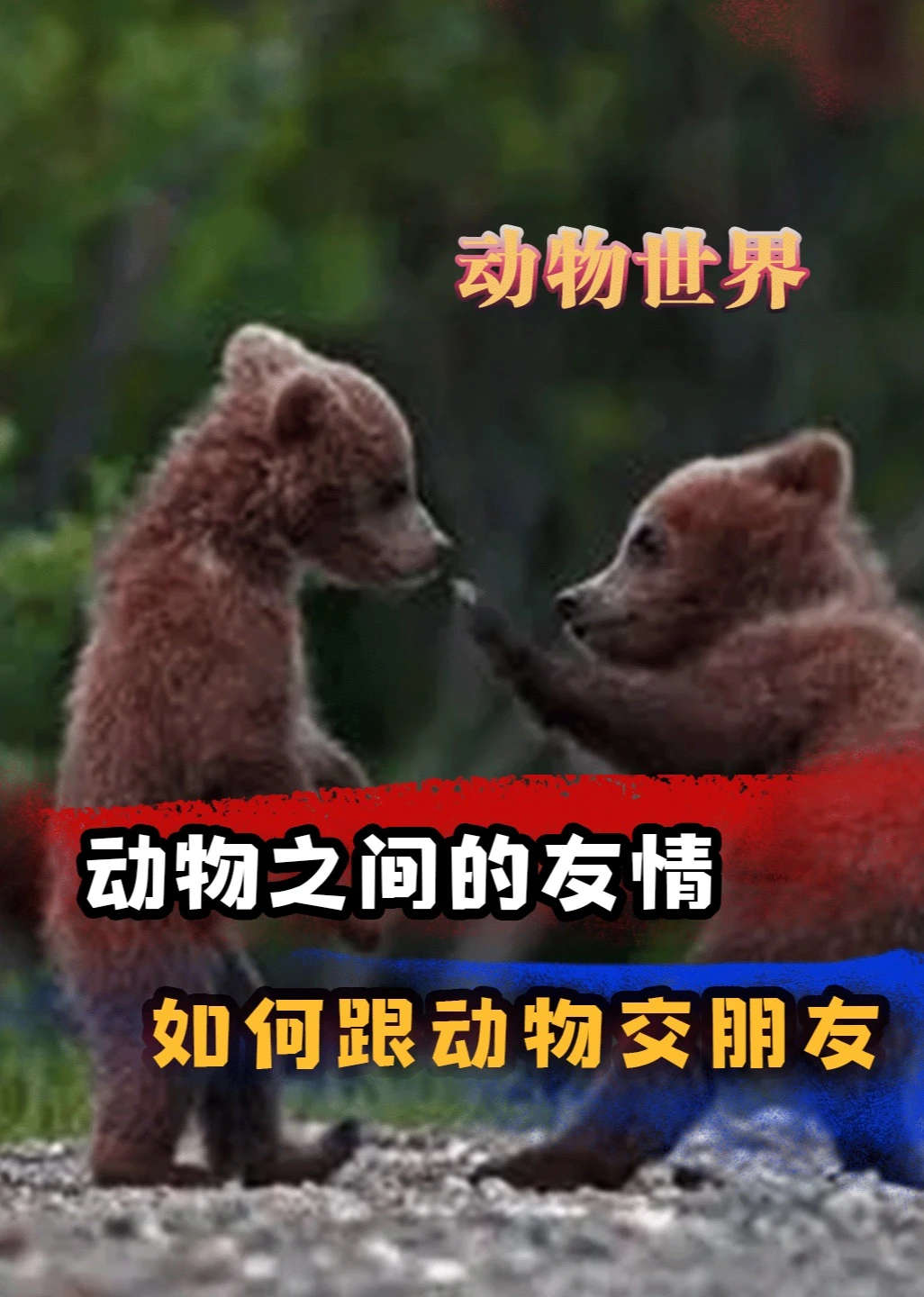 动物眼中的友情是什么样的如何跟动物交朋友海报