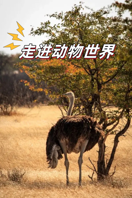 走進動物世界(2024)海報