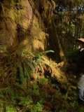 漫游夏洛特皇后岛(2012)海报