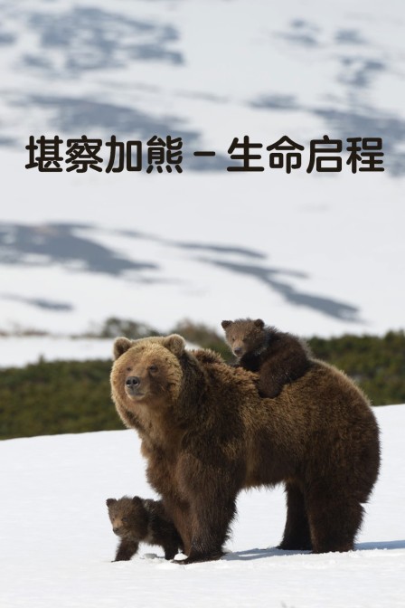 堪察加熊生命啟程(2024)海報