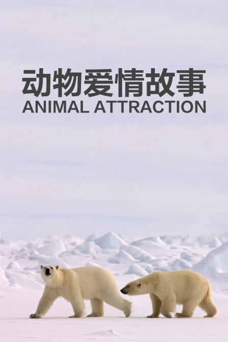 动物爱情故事(2018)海报