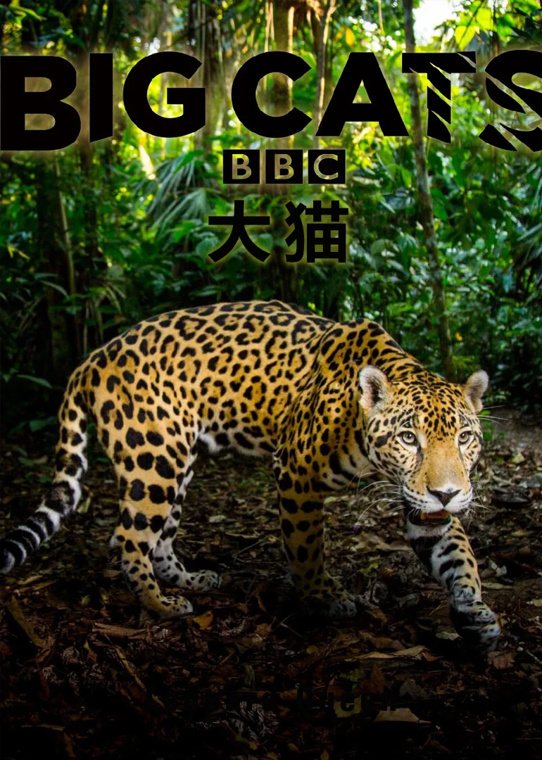 大貓:終極獵食者英語(2018)海報