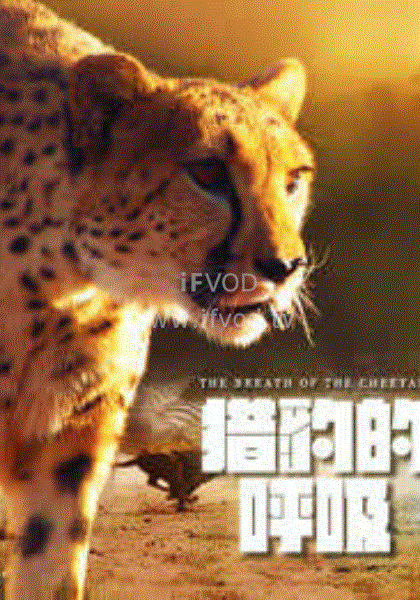 猎豹的呼吸(2020)海报