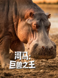 河马:巨兽之王-配音版(2026)海报