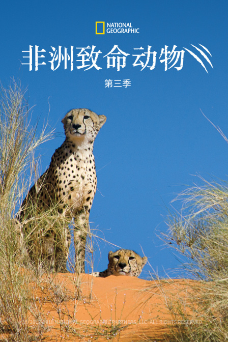 非洲致命動物第三季(2011)海報