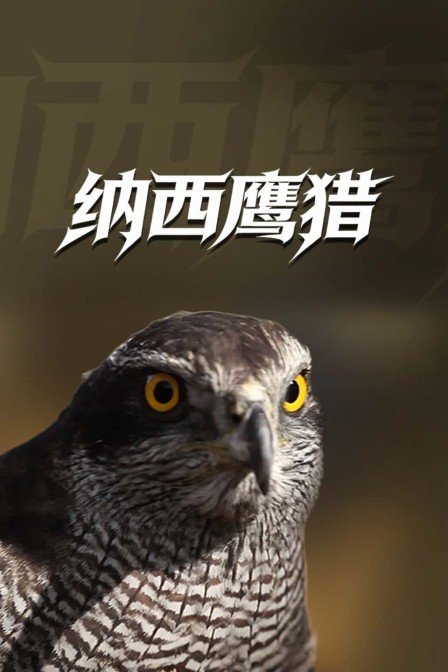 納西鷹獵(2025)海報
