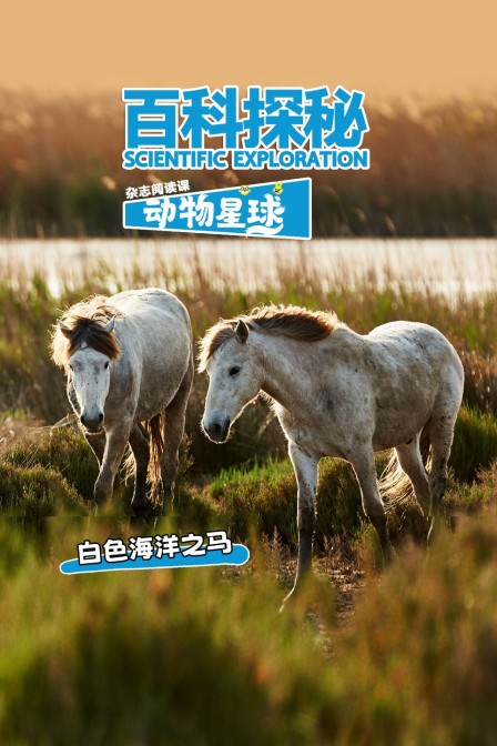 百科探秘动物星球:白色海洋之马(2026)海报