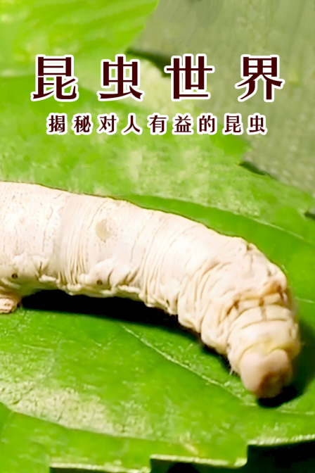 昆虫世界:揭秘对人有益的昆虫(2024)海报
