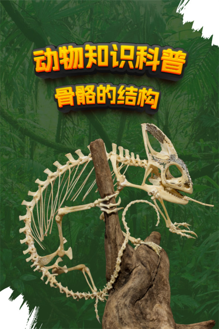 動物知識科普 骨骼的結構(2024)海報