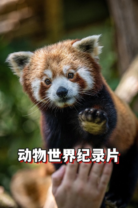 动物世界纪录片(2024)海报