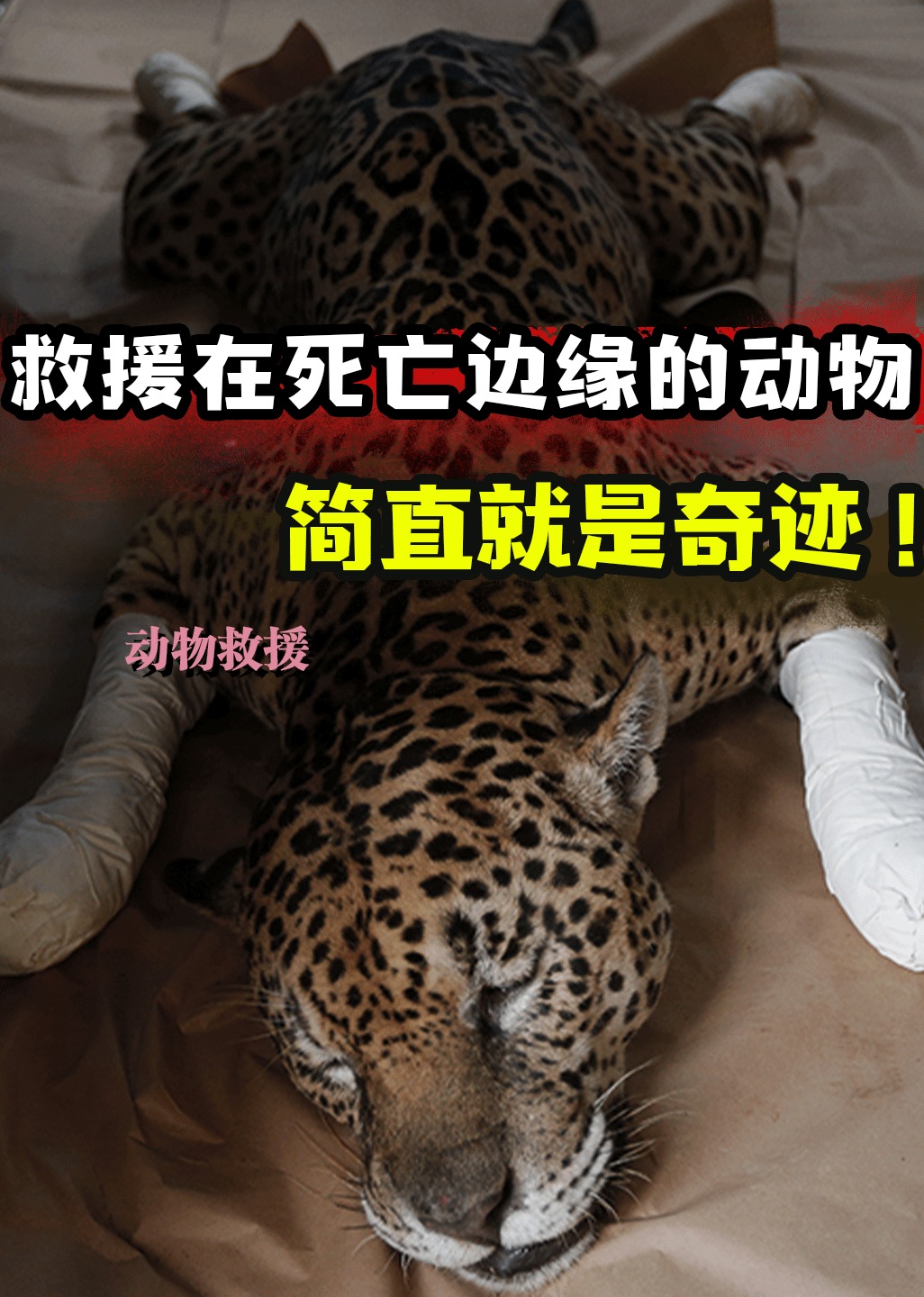 救援那些生命垂危的动物过程太艰难海报
