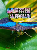 蝴蝶帝国:生存的法则-配音版(2026)海报