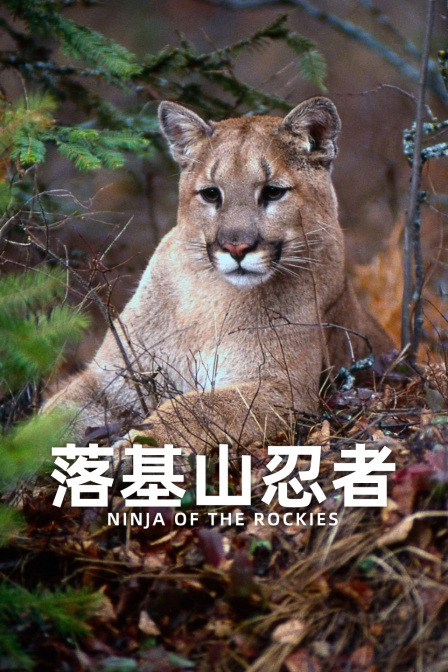 落基山忍者(2024)海報