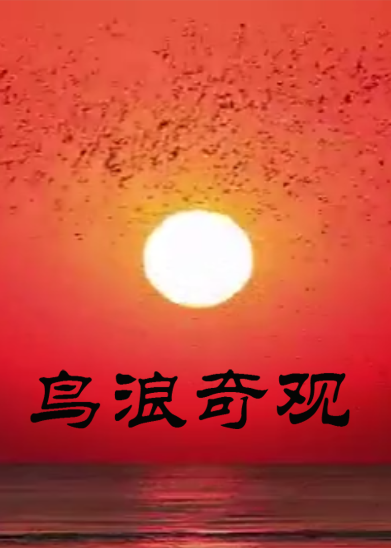 鸟浪奇观海报