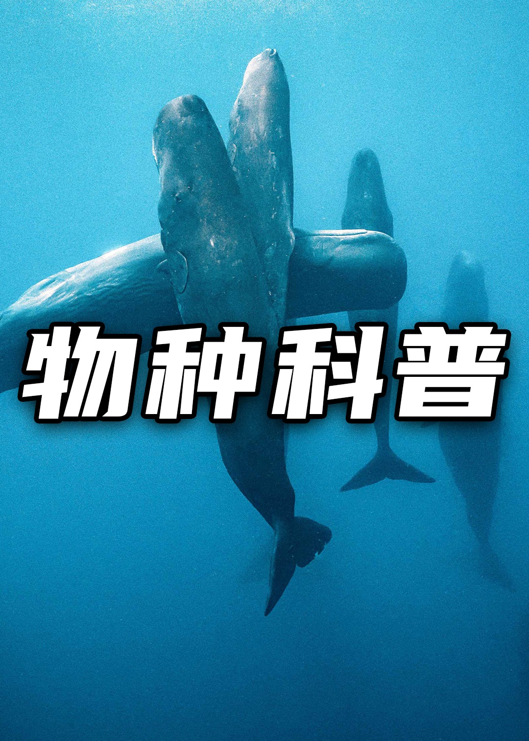 物種科普海報
