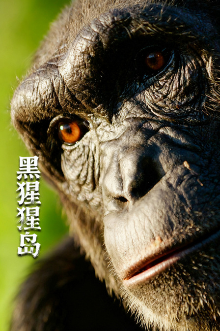 黑猩猩島(2025)海報