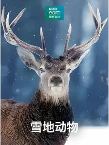雪地动物(2019)海报