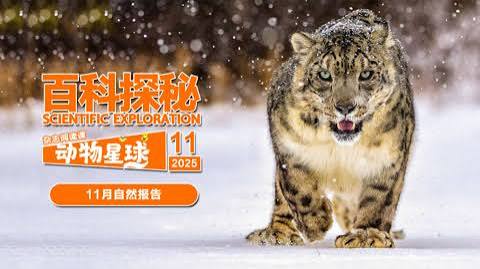 百科探秘动物星球:高山上的白色精灵雪豹(2026)海报