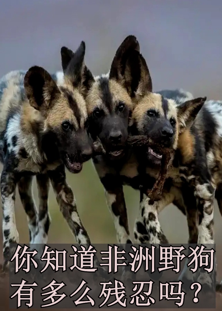 你知道非洲野狗有多么残忍吗海报