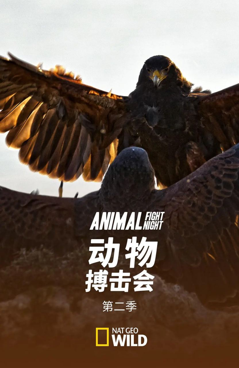 动物搏击会 第二季(2013)海报