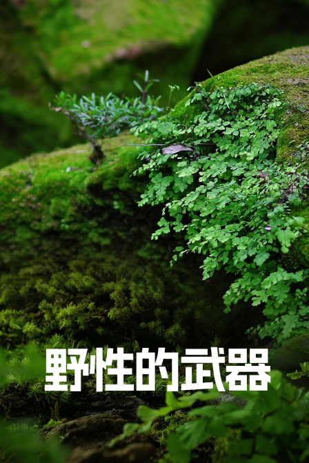 野性的武器(2024)海報