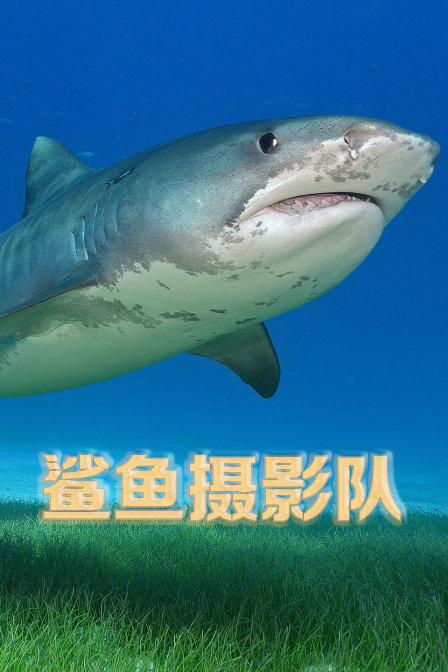 鯊魚攝影隊(2018)海報
