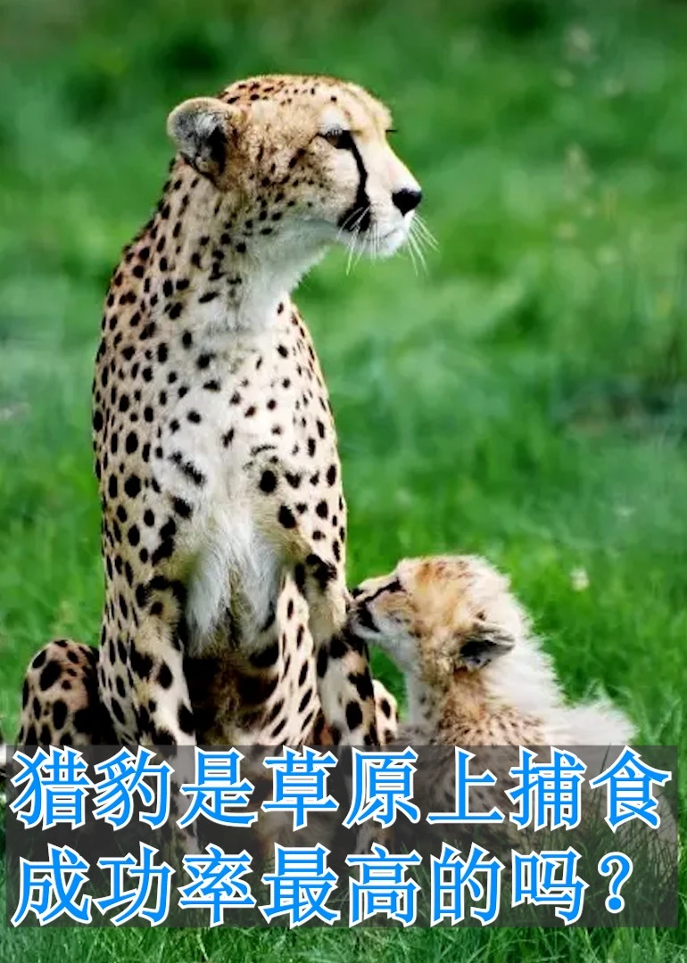 猎豹是草原上捕食成功率最高的吗海报