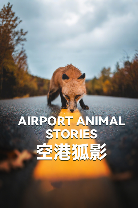 空港狐影(2025)海报