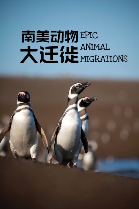 南美動物大遷徙(2026)海報