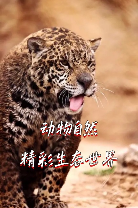 動物自然:精彩生態世界(2024)海報