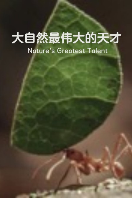 大自然最偉大的天才(2024)海報