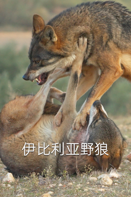 伊比利亚野狼(2024)海报