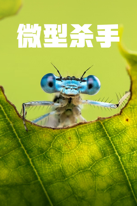 微型杀手(2023)海报