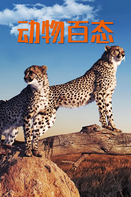 动物百态(2019)海报