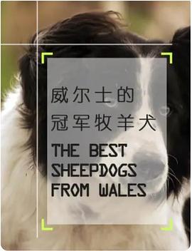 威尔士的冠军牧羊犬(2009)海报